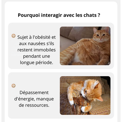 Jouet interactif pour chats lumineux ComèteChase